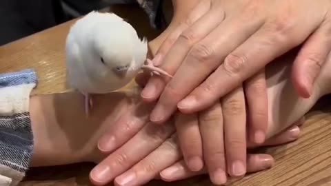 😂🐦 You Won't Believe Who Joined In! Funny Bird Moment | FunFM
