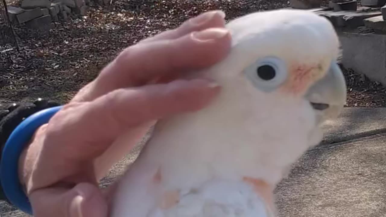 Happy Parrots
