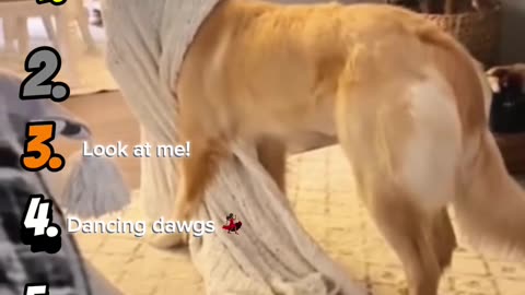 Top 7 Funniest Dog Videos that broke the internet! 🐕🐾🦴