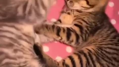 Funny Animals