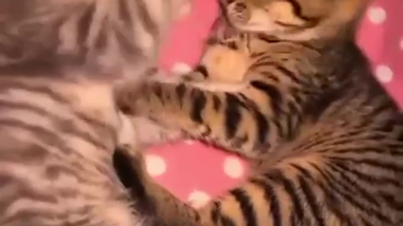 Funny Animals
