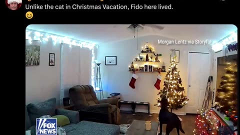 Fuʞ Cats/Yay Dogs • by DP • 12-18-2025