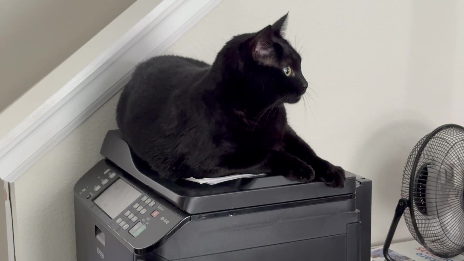 Cute Precious Piper Loves Her Printer - My Adopted Shelter Cat Vlog