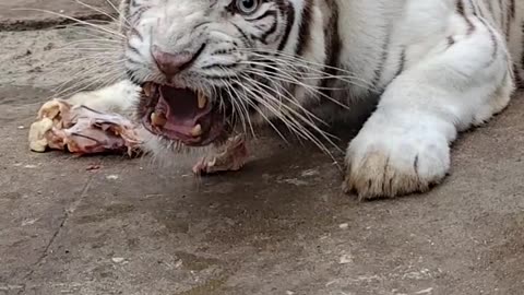 White tiger