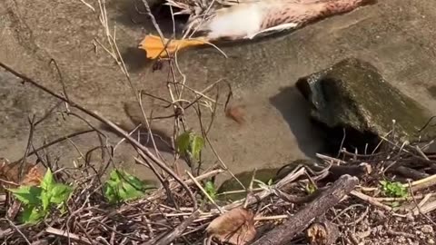 Funny Baby Duck having Fun in water