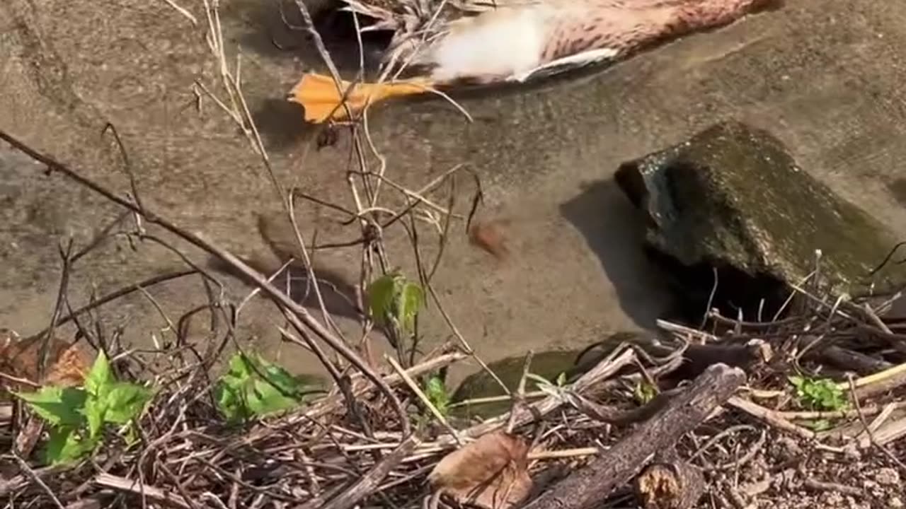 Funny Baby Duck having Fun in water