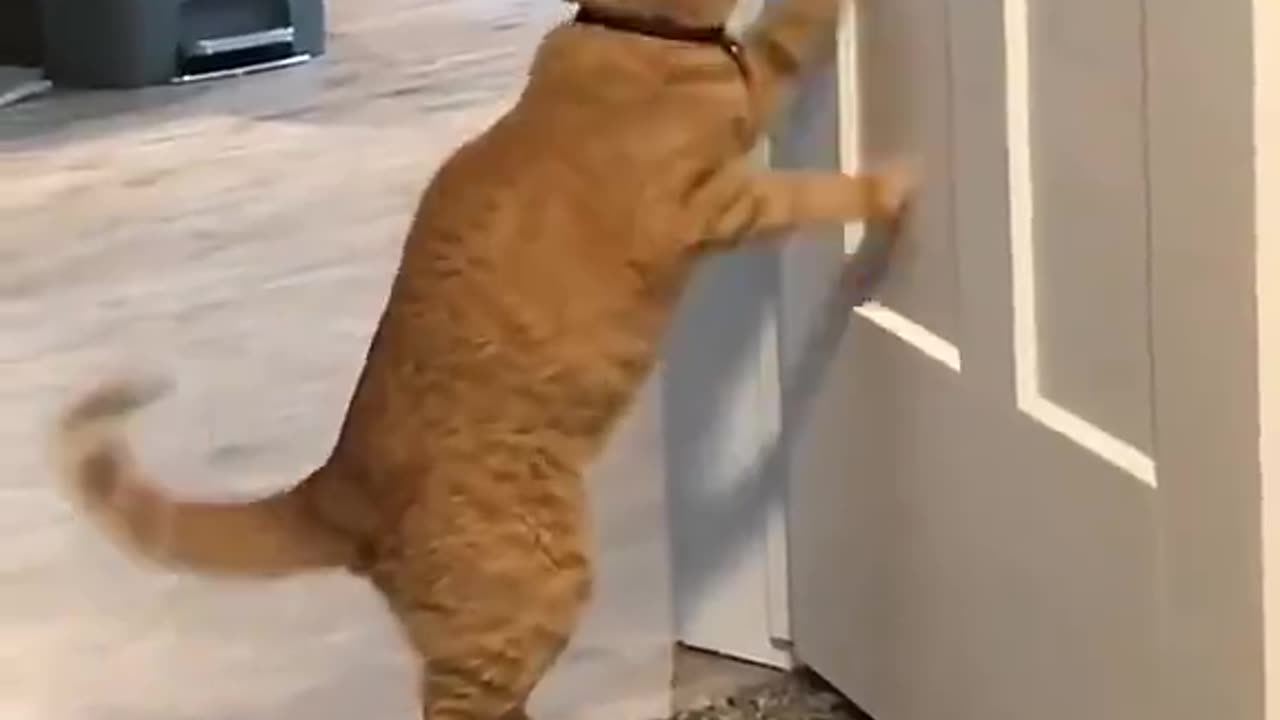 No but seriously why are cats SO determined to be assholes?🤣😭