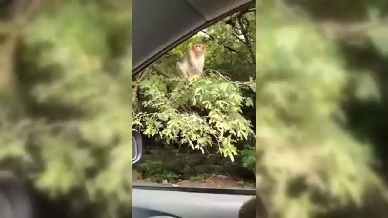 Try not to laugh