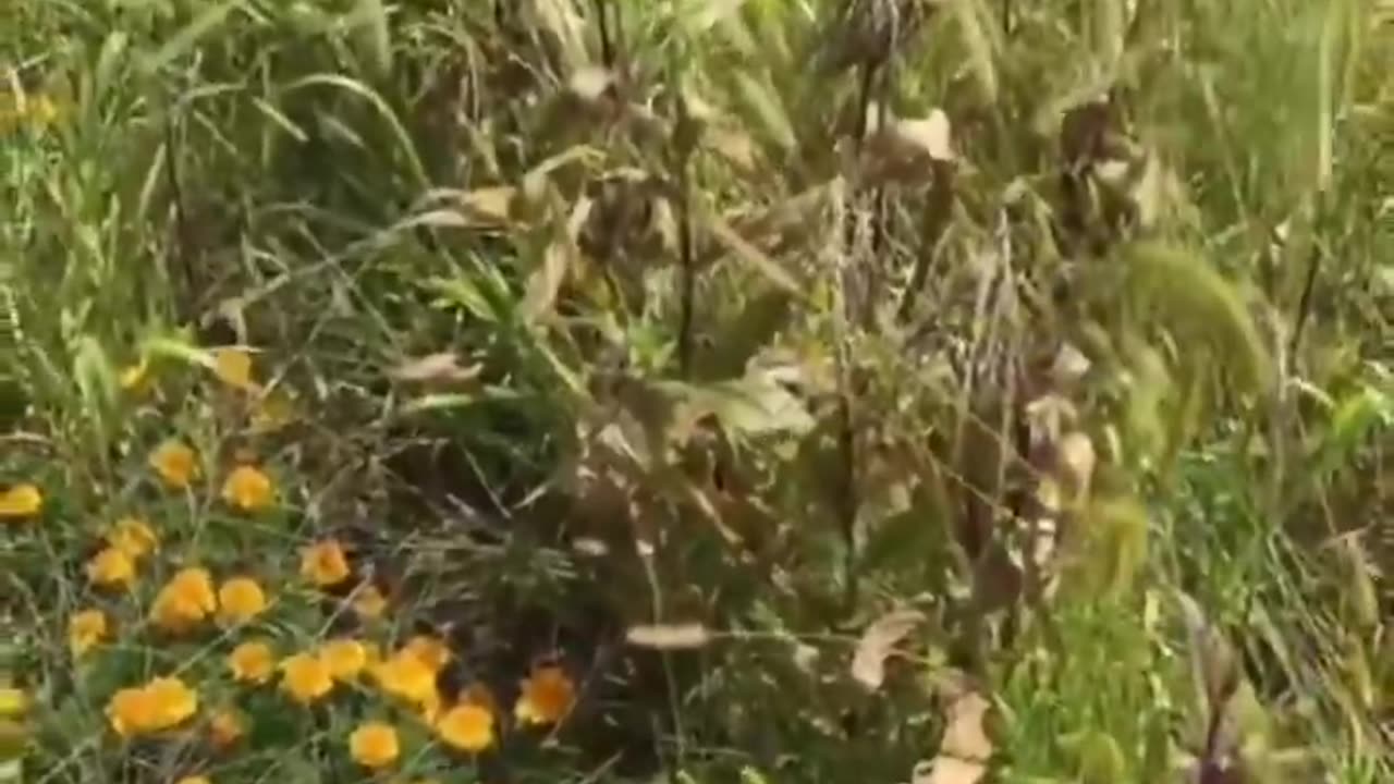 title in discription