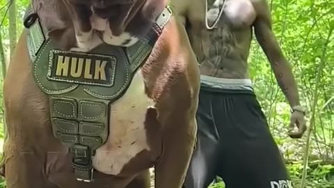 THIS IS MONSTER | ANIMAL
