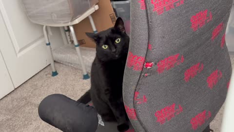 Cute Precious Piper Peeks Around on the Office Chair - My Adopted Shelter Cat Vlog