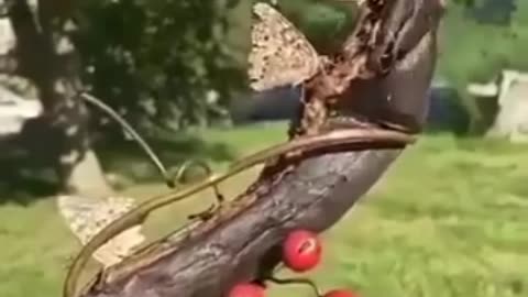 FUNNY & CUTE ANIMALS