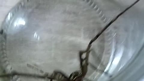 Nature and Animals