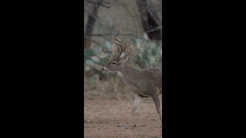 Big Whitetail Buck