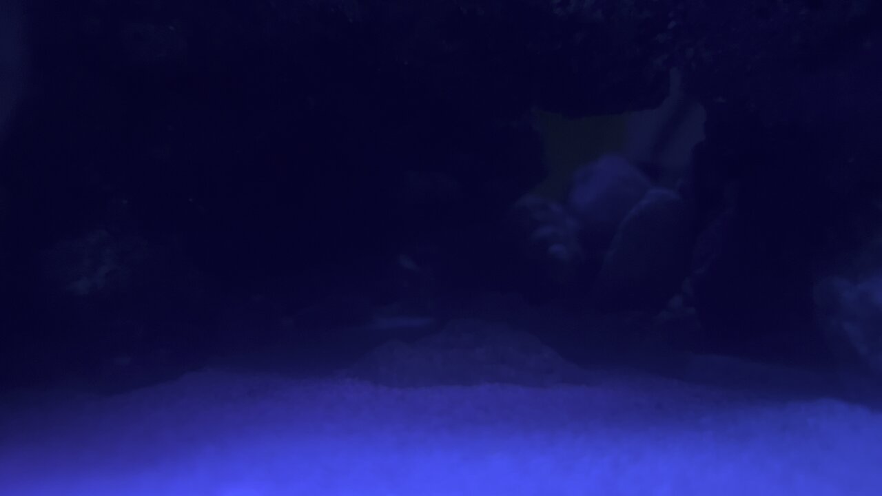 Shrimp Crawling upside down on rock