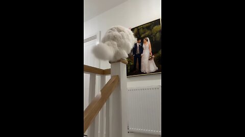 Cute cat reactions 😹