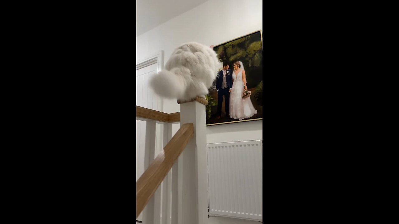 Cute cat reactions 😹