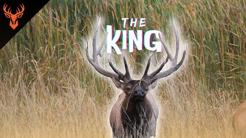 King of the Tall Grass | 15 Plus Bulls | Short Documentary | KAMPwild Adventures
