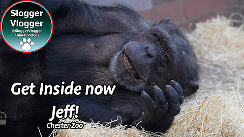 Chimpanzee Jeff Bombards Sally with Wood Wool – Sally Takes Control