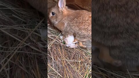 Cute little rabbit when he's hungry. Rabbit. Cute little rabbit in the countryside.