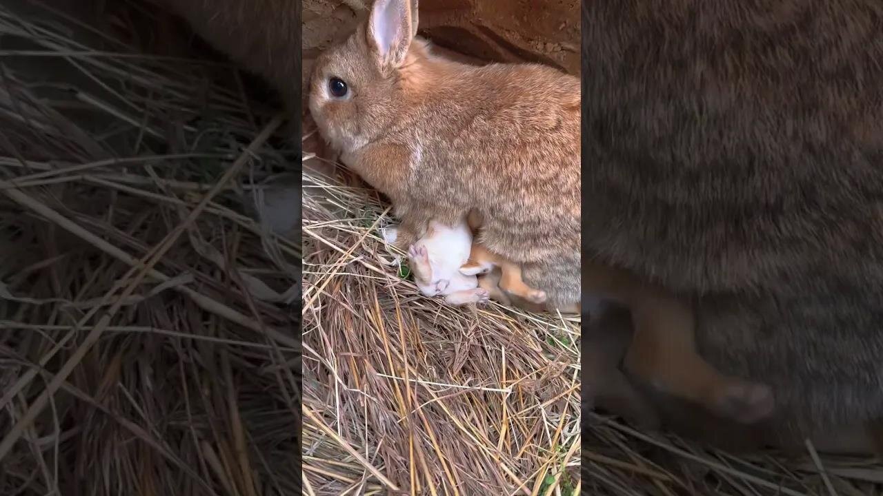 Cute little rabbit when he's hungry. Rabbit. Cute little rabbit in the countryside.