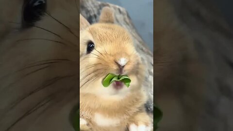 Listen to the sound of the little rabbit eating vegetables Cute pet debut plan Rabbit pastoral l
