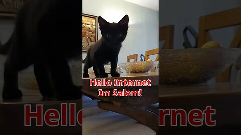 Yarnie and Salem playtime! More adventures of the New KITTEN's! #cute #cutecat