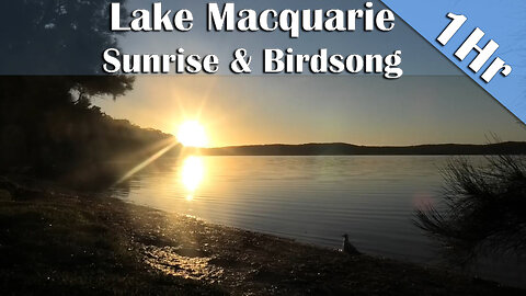 1 Hour of Australian Sunrise Over the Bay with Birdsong | Nature Sounds to Sleep, Study & Relax