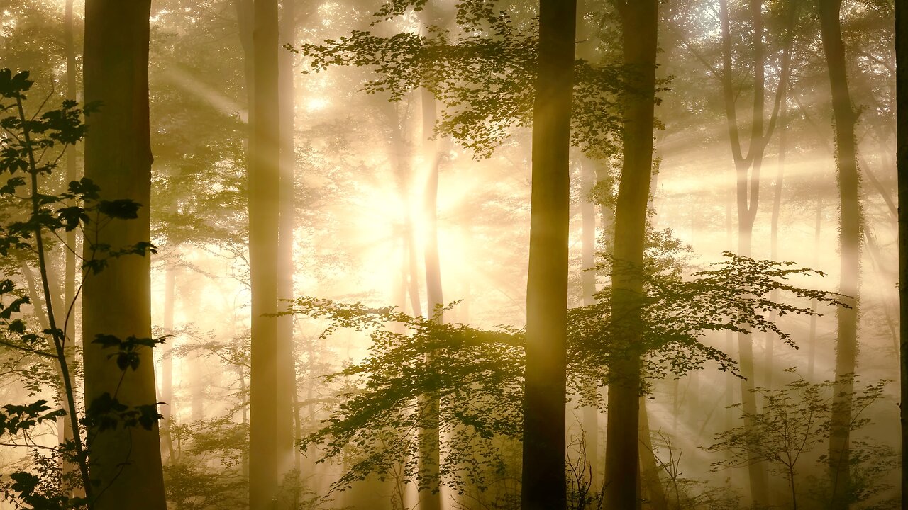 4-6-25 Guided Meditation: Lord Yeshua The Promise of Strength of The Christ Light