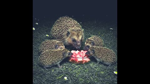 Hedgehog