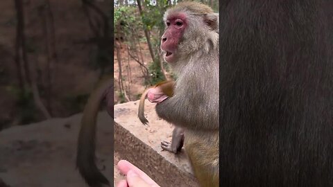 Don't touch monkeys