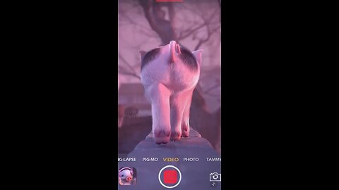 pig funny