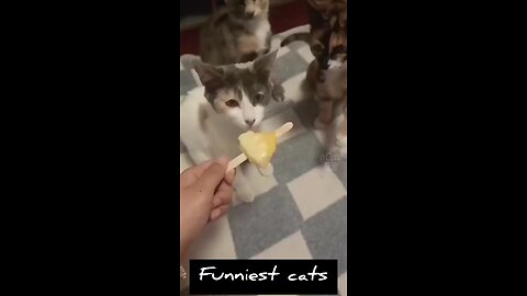 cat funny