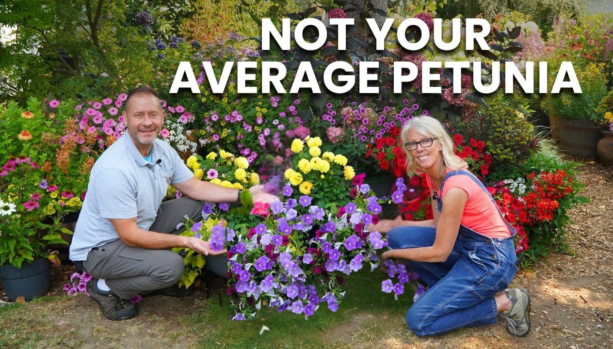 Why These Petunias Are Now Our Favorites!