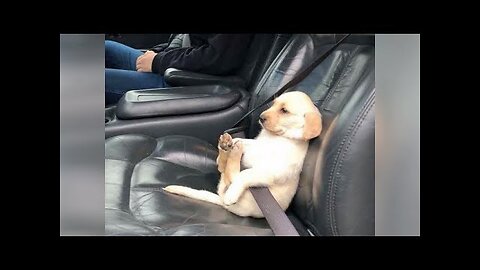 Super HILARIOUS ANIMALS of 2019 - LAUGH NOW!