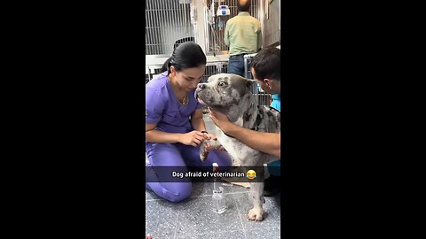 Dogs scared of veterinarian