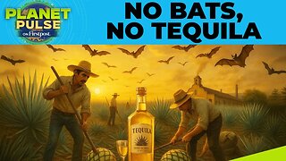 Saving Bats to Save Tequila: Inside Mexico’s Agave Restoration Drive | Planet Pulse | N18G