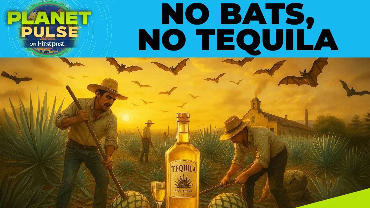 Saving Bats to Save Tequila: Inside Mexico’s Agave Restoration Drive | Planet Pulse | N18G