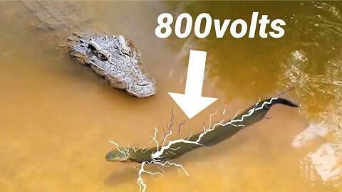 Crocodile gets electrocuted with 800volts from a giant eel