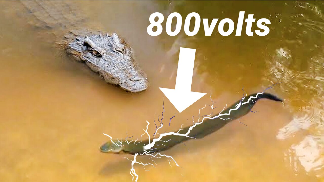 Crocodile gets electrocuted with 800volts from a giant eel