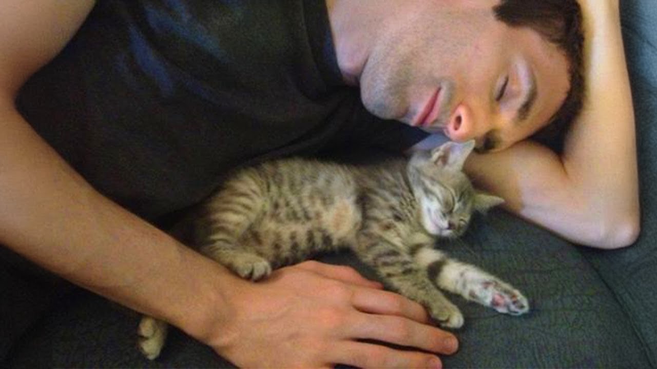 Nothing is better than the love of a cat! 😻 Cute ways cats show their love for owner