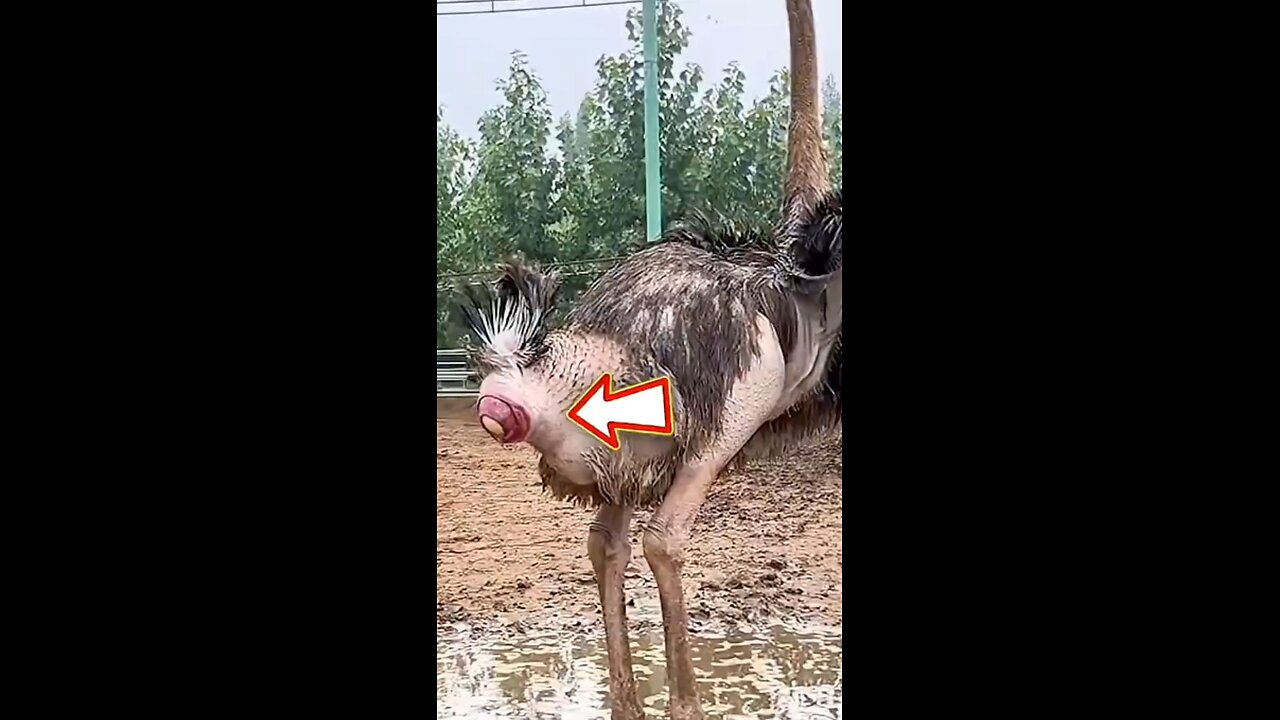 why Ostrich Lay Eggs while standing