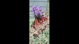 Beautiful Butterflies