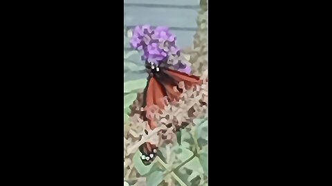 Beautiful Butterflies