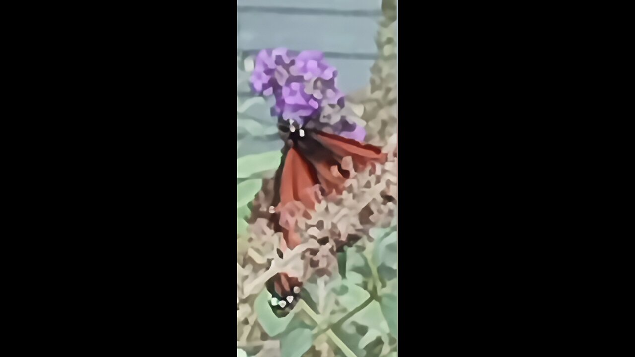 Beautiful Butterflies