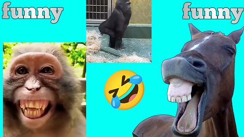 Cutest & Funniest Animals Caught on Camera 🐶🐱😂 | Try Not to Laugh