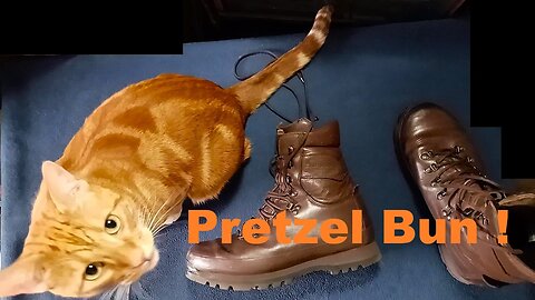 Guest star Pretzel Bun, Orange Tabby Blotchy Striped Cat, BEHIND THE SCENES