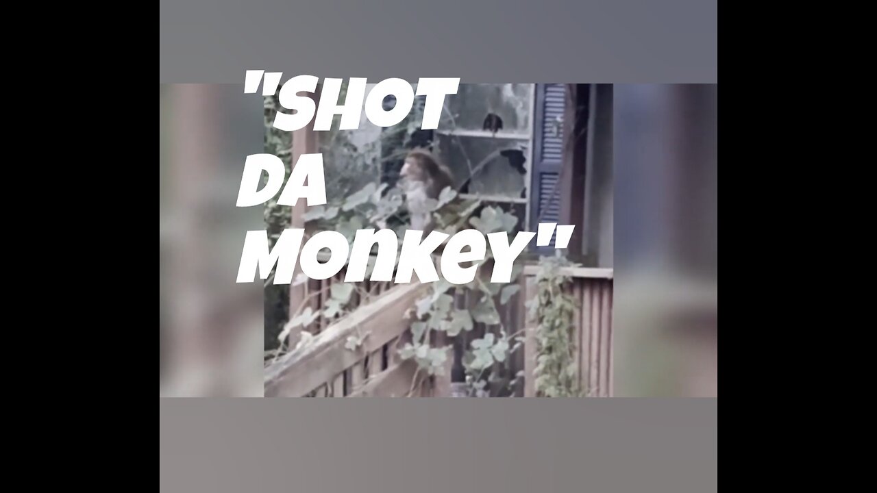 Shot Da Monkey