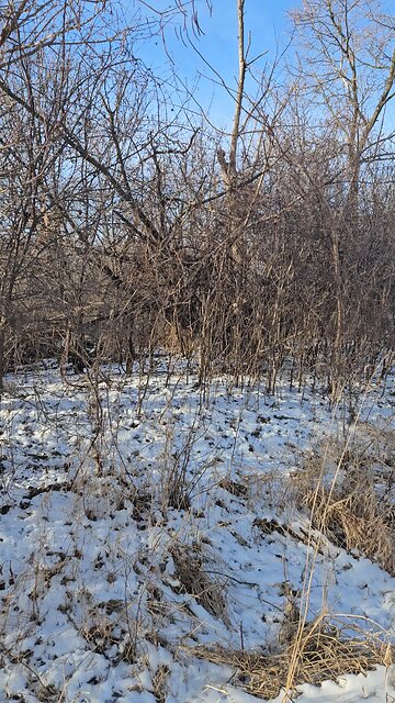 Squirrel Chawing on Nuts