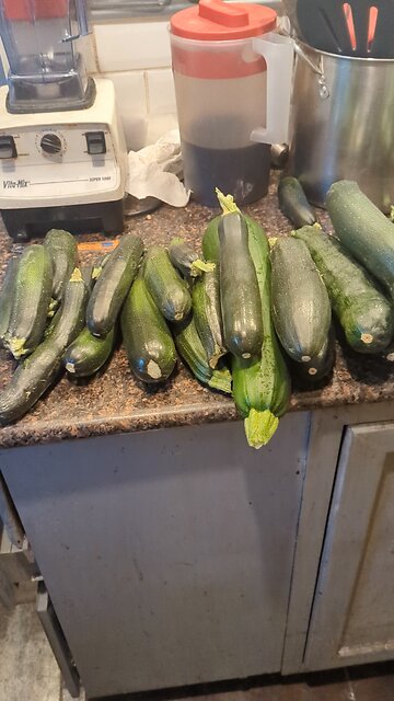 Zucchini Avalanche